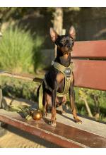 Photo from customer for Arnés DOG Copenhagen Comfort Walk Air™ - V3