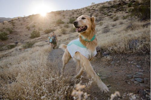 chaleco capa Ruffwear Swamp Cooler™ Lila enfriamiento, refleja la radiación solar máxima cubrición toma 15