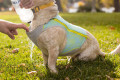 chaleco capa enfriamiento para perros Ruffwear Swamp Cooler Zip Turquesa refleja rdiación sol con alta cubrición toma 9