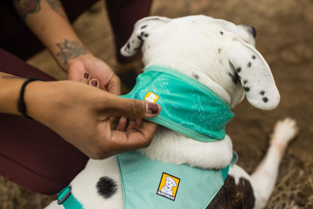 collar polaina Ruffwear Swamp Cooler™ Turquesa aporta al perro un enfriamiento por evaporación del agua toma 7