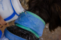 collar polaina Ruffwear Swamp Cooler™ Turquesa aporta al perro un enfriamiento por evaporación del agua toma 8