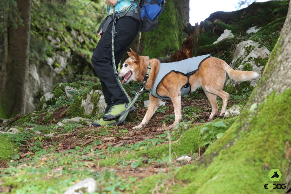 chaleco capa Eqdog COOL DOG aporta al perro un enfriamiento por evaporación del agua, altas prestaciones toma 4
