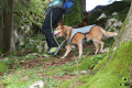 chaleco capa Eqdog COOL DOG aporta al perro un enfriamiento por evaporación del agua, altas prestaciones toma 4