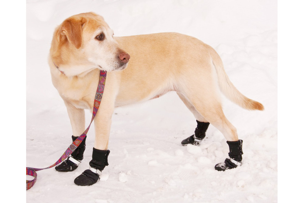 botas zapatos para perros FL Muttluks las mejores en comodidad y protección. suela de piel transpirable y flexible perro 2