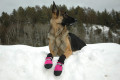 botas zapatos para perros FL Muttluks las mejores en comodidad y protección. suela de piel transpirable y flexible perro 3