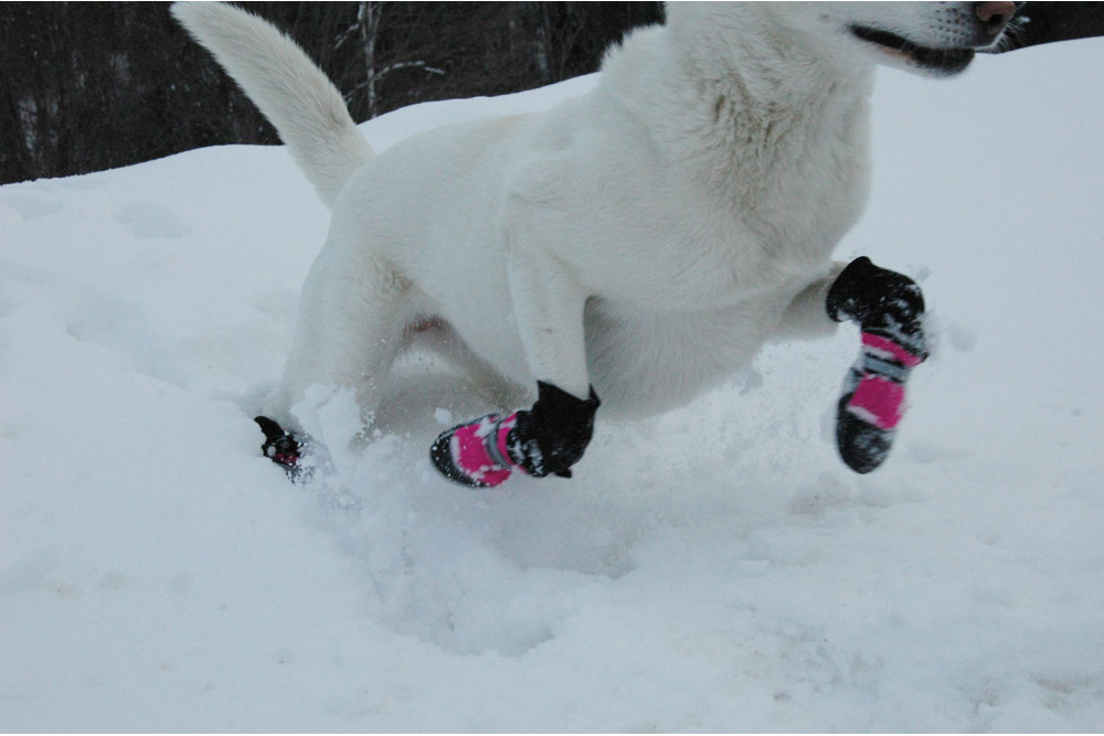 botas zapatos para perros FL Muttluks las mejores en comodidad y protección. suela de piel transpirable y flexible perro 1