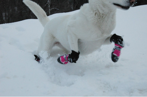 botas zapatos para perros FL Muttluks las mejores en comodidad y protección. suela de piel transpirable y flexible perro 1