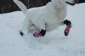 botas zapatos para perros FL Muttluks las mejores en comodidad y protección. suela de piel transpirable y flexible perro 1