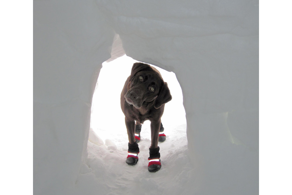 botas zapatos para perros FL Muttluks las mejores en comodidad y protección. suela de piel transpirable y flexible perro 5