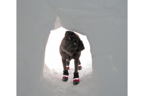 botas zapatos para perros FL Muttluks las mejores en comodidad y protección. suela de piel transpirable y flexible perro 5