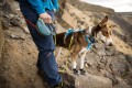 correa cinturón para perros Hitch Hiker™ Ruffwear posibilidad de ajustar la longitud. cuerda estilo montañismo toma 32