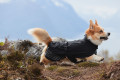 Chubasquero para perros Non-Stop naranja, protección total a lluvia, viento, nieve… toma 9