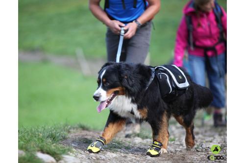 botas zapatos para perros 4 Seasons™ amarillo Eqdog todo en uno para cualquier superficie. Cómodas, alta duración. toma 10
