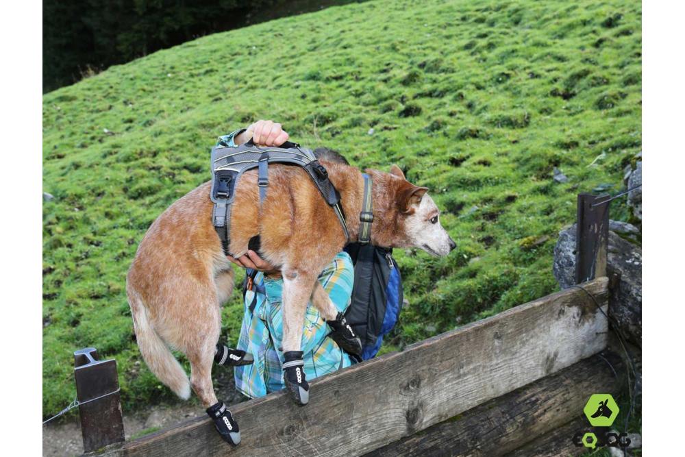 botas zapatos para perros 4 Seasons™ amarillo Eqdog todo en uno para cualquier superficie. Cómodas, alta duración. toma 11