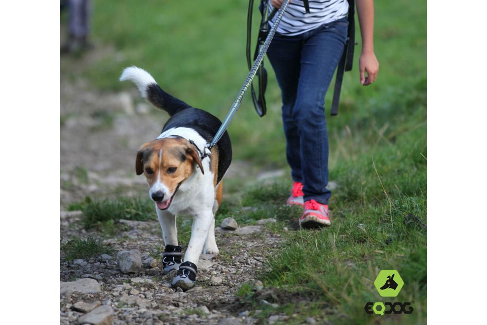 botas zapatos para perros 4 Seasons™ gris Eqdog todo en uno para cualquier superficie. Cómodas, alta duración. toma 6