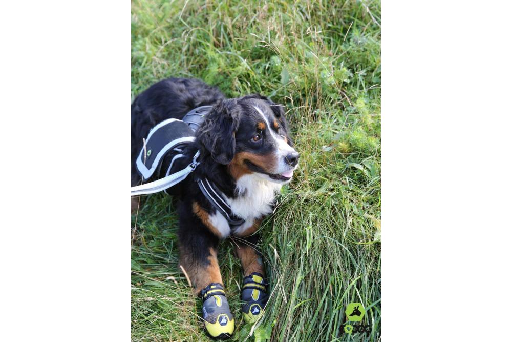 botas zapatos para perros 4 Seasons™ gris Eqdog todo en uno para cualquier superficie. Cómodas, alta duración. toma 10