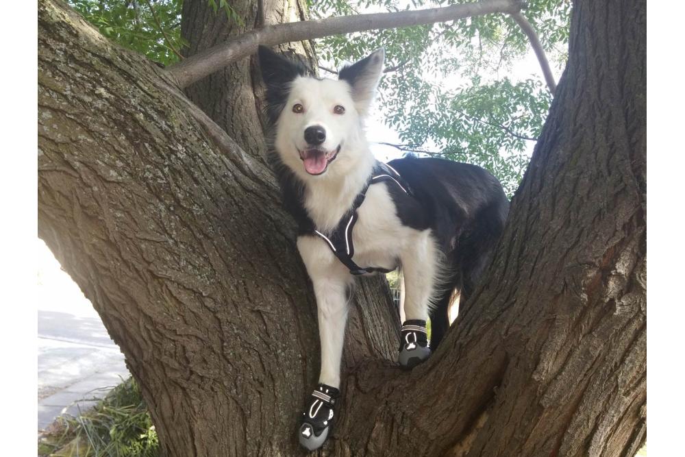 botas zapatos para perros 4 Seasons™ gris Eqdog todo en uno para cualquier superficie. Cómodas, alta duración. toma 11