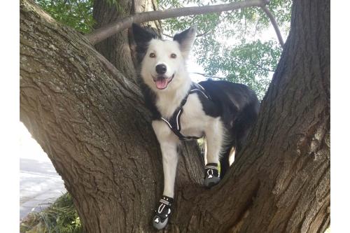 botas zapatos para perros 4 Seasons™ gris Eqdog todo en uno para cualquier superficie. Cómodas, alta duración. toma 11