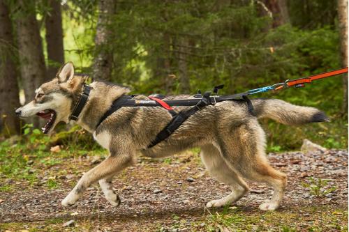 arnés para perros FreeMotion de Non-Stop para canicross, bikejoring, bicicleta. cintas regulables. toma 7