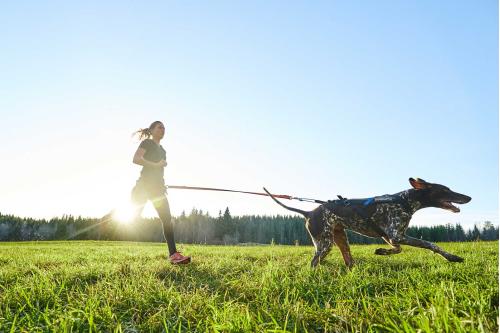 arnés para perros FreeMotion de Non-Stop para canicross, bikejoring, bicicleta. cintas regulables. toma 11