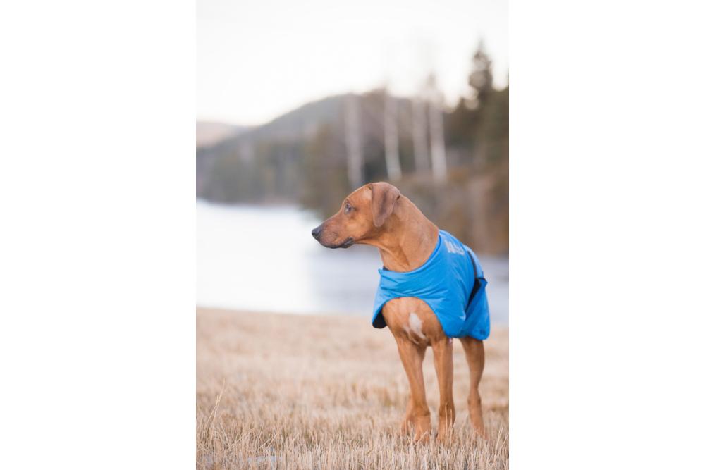 Abrigo para perros Non-Stop Blest Jacket, ultraligero, se puede usar con arnés. 4