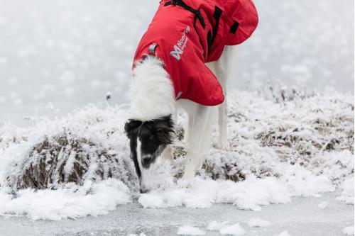Abrigo para perros Non-Stop Long Distance, ultraligero, se puede usar con arnés. 4