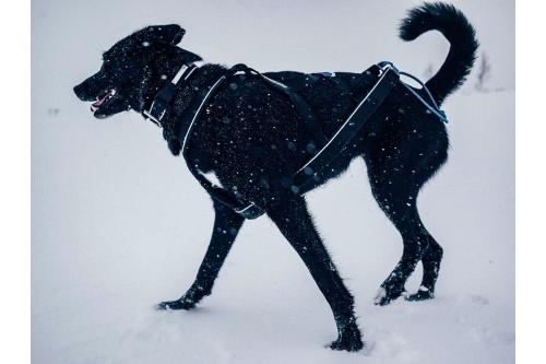 Collar Polar Non-Stop 3