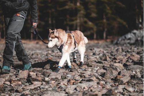 botas zapatos para perros Protector Non-Stop con alta protección y duración.  Material anticorte nivel 5 toma 4