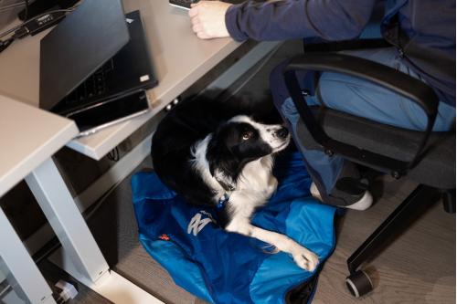 Saco dormir para perros Non-Stop LY Sleeping Bag 8