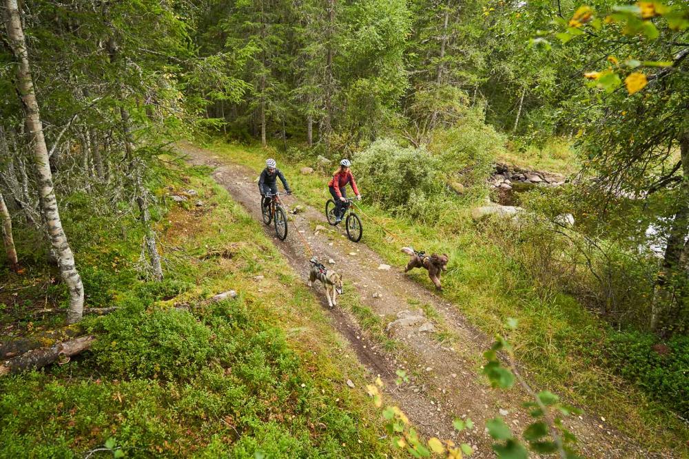 Soporte acoplador BIKE ANTENNA Non-Stop para bicicleta y patinete. Para que correa no se enrede en la rueda. Bikejoring. toma 7