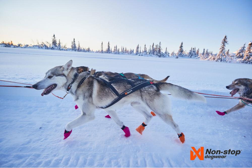 arnés para perros Nanse Nome 5.0 Non-Stop para  canicross, bikejoring, bicicleta.  materiales de larga duración toma 5