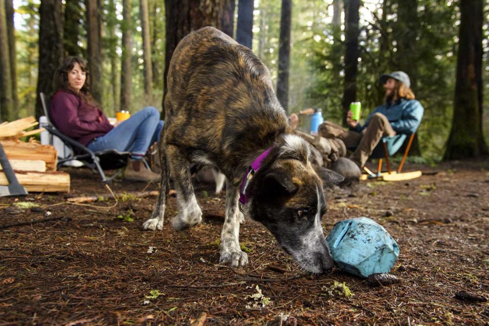 El juguete para perros Gnawt-a-Rock™ Ruffwear diseño versátil permite muchos tipos de actividades premios y golosinas. toma 15