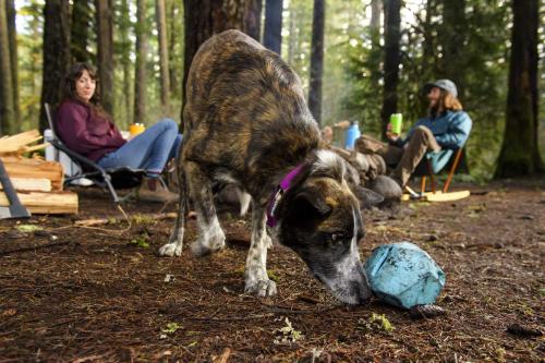 El juguete para perros Gnawt-a-Rock™ Ruffwear diseño versátil permite muchos tipos de actividades premios y golosinas. toma 15