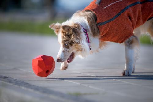 El juguete para perros Gnawt-a-Rock™ Ruffwear diseño versátil permite muchos tipos de actividades premios y golosinas. toma 16