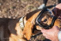 Gafas para perros REX SPECS V2 Black para partículas, sol, problemas oculares. Indicadas para cualquier actividad. toma 4