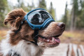 Gafas para perros REX SPECS V2 Black para partículas, sol, problemas oculares. Indicadas para cualquier actividad. toma 6