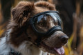 Gafas para perros REX SPECS V2 Black para partículas, sol, problemas oculares. Indicadas para cualquier actividad. toma 3