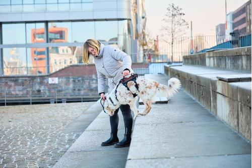 Arnés para perros Non-Stop Rock Long™ de apoyo multiuso. para perros de trabajo, asistir obstáculos, ayuda movilidad... toma 11