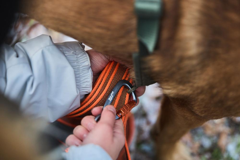 Correa Non-Stop Friction Long Line para perros.  Uso en senderismo, rastreo, adiestramiento... toma 6