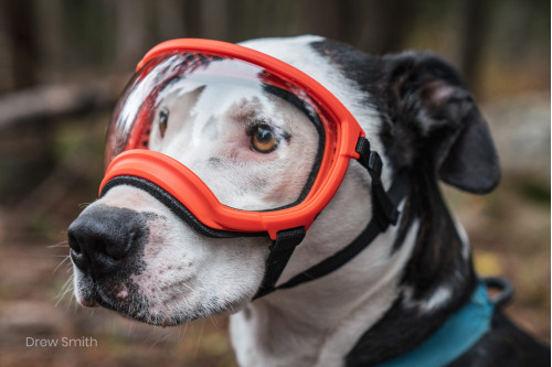 Gafas para perros REX SPECS V2 Black para partículas, sol, problemas oculares. Indicadas para cualquier actividad. toma 11