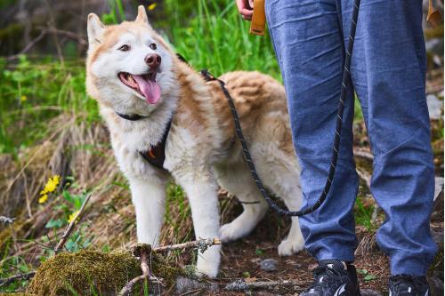 Correa regulable ROCK Non-Stop.  6