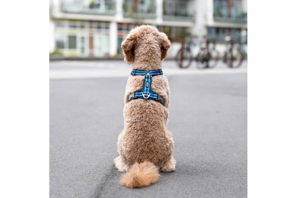 Arnés para perros DOG Copenhagen Comfort Walk Air cp2