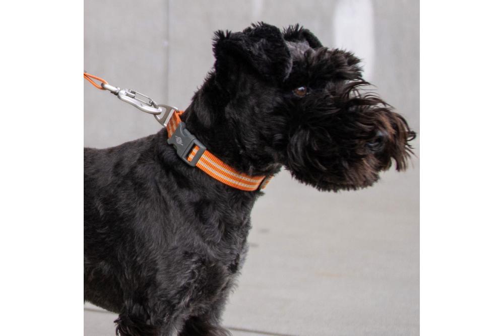 Collar DOG Copenhagen Urban Style™ -...