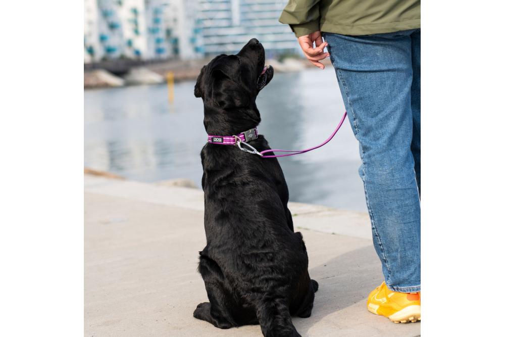 Collar perros DOG Copenhagen Urban Style. Con perro 5