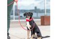 Collar acolchado perro DOG Copenhagen Urban Explorer V3. Con perro 2