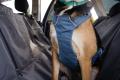 arnés para perros Ruffwear Load Up™ diseñado para que el perro vaya seguro en el coche. Testado en ensayos de colisión. 9