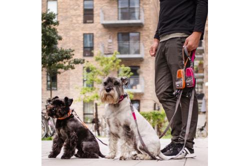 Correa para perro DOG Copenhagen Urban Trail V2. Ejemplo con perro 1