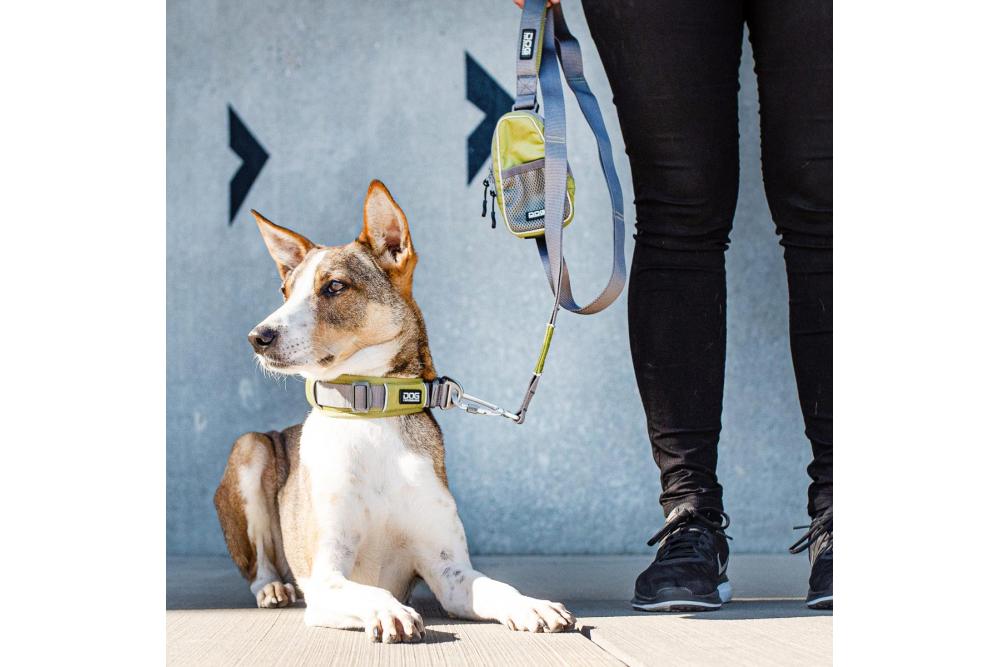Correa para perro DOG Copenhagen Urban Trail V2. Ejemplo con perro 4