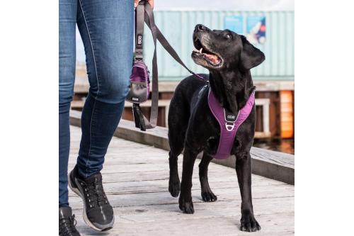 Correa para perro DOG Copenhagen Urban Trail V2. Ejemplo con perro 7