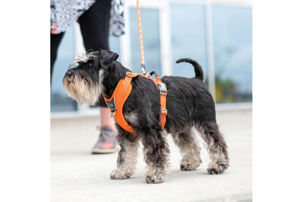 Arnés para perro DOG Copenhagen Comfort Walk Pro. Ejemplo con perro 1